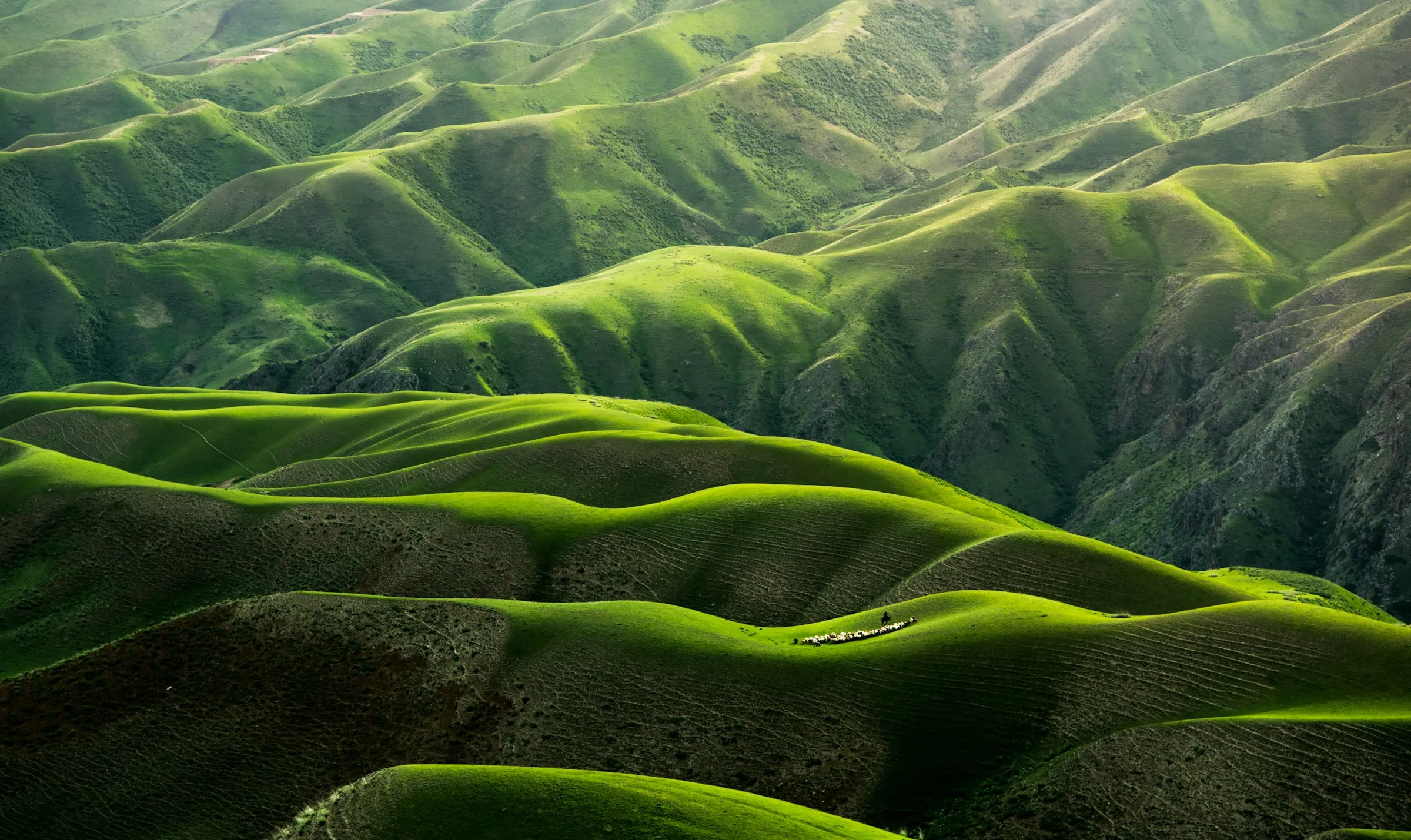 Rolling green hills in soft light